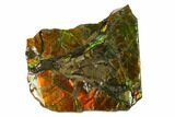 Iridescent Ammolite (Fossil Ammonite Shell) - Alberta, Canada #143620-2